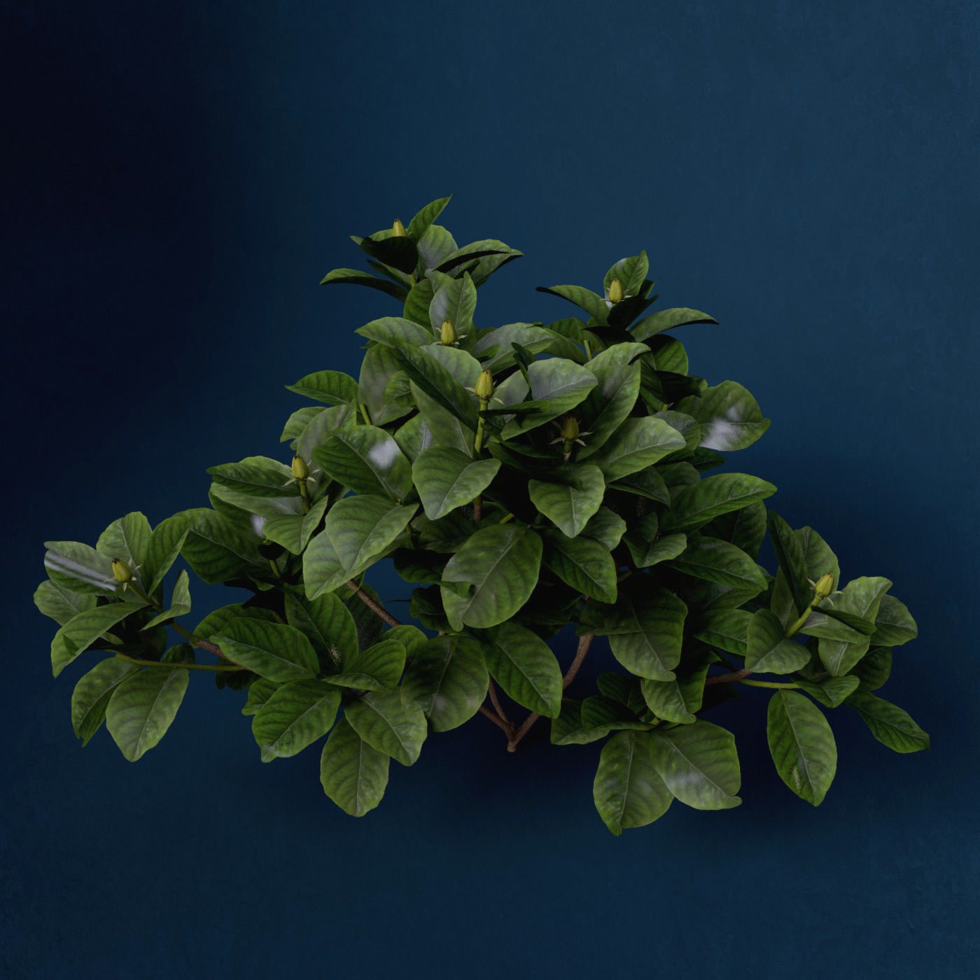 XfrogPlants Gardenia 3D model_8