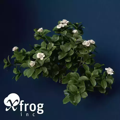 XfrogPlants Gardenia 3D model