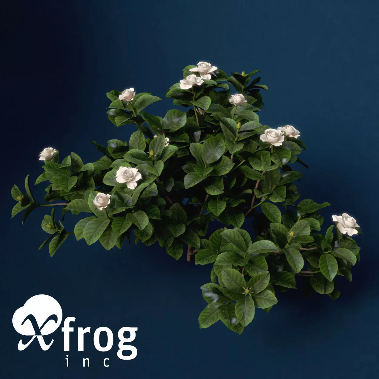 XfrogPlants Gardenia 3D model_0