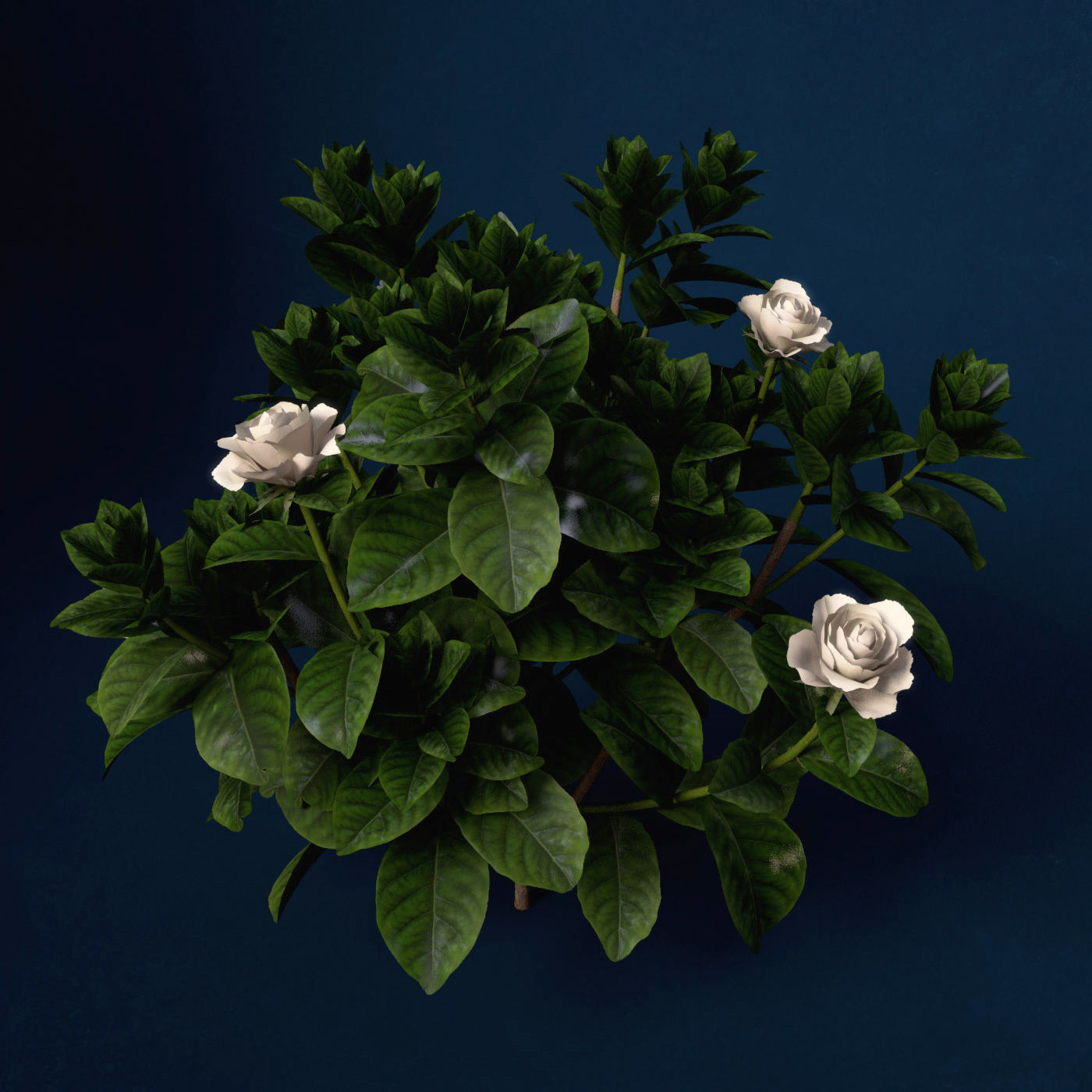 XfrogPlants Gardenia 3D model_2
