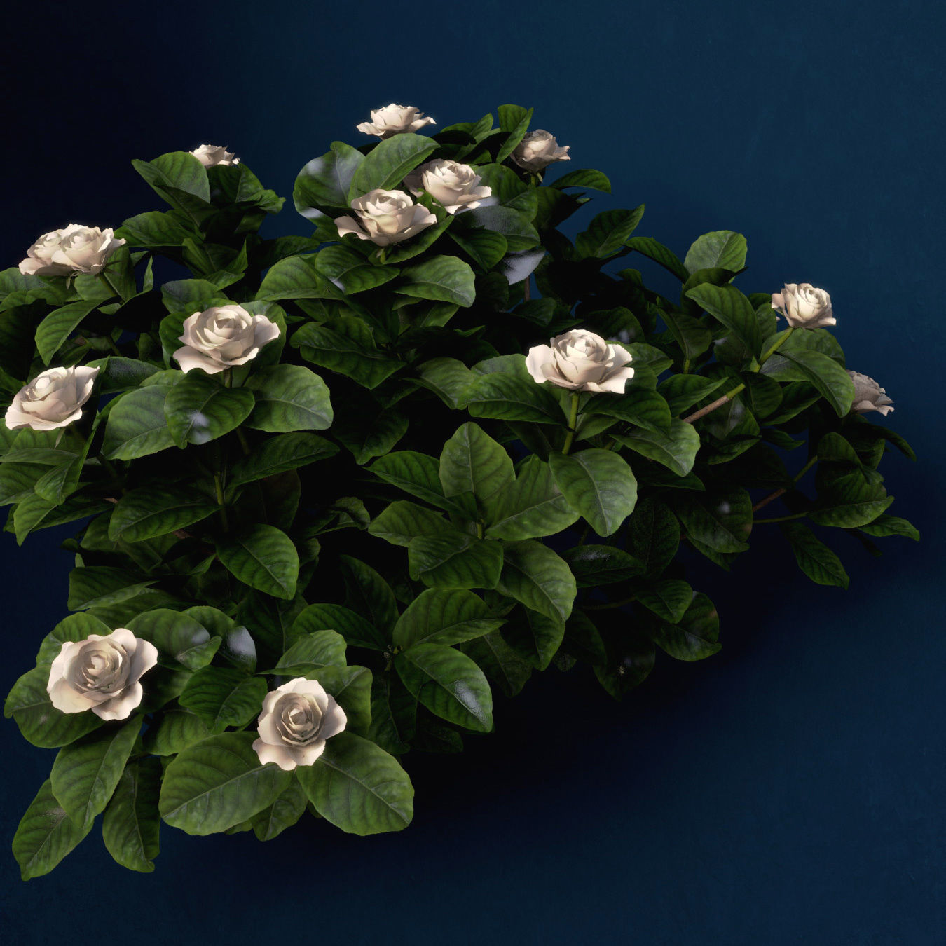 XfrogPlants Gardenia 3D model_6