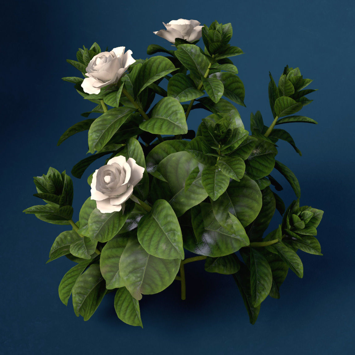 XfrogPlants Gardenia 3D model_1