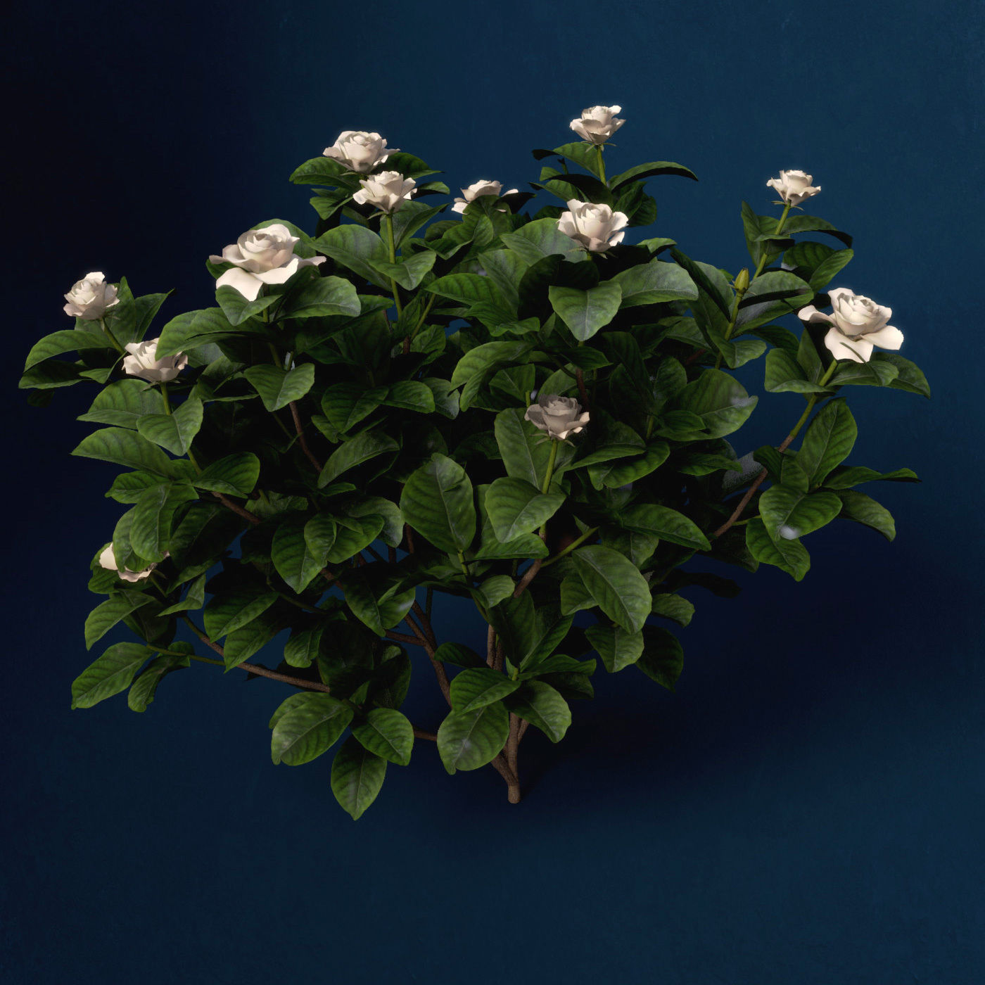 XfrogPlants Gardenia 3D model_7