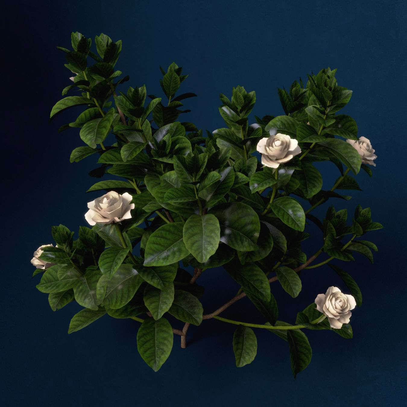 XfrogPlants Gardenia 3D model_5