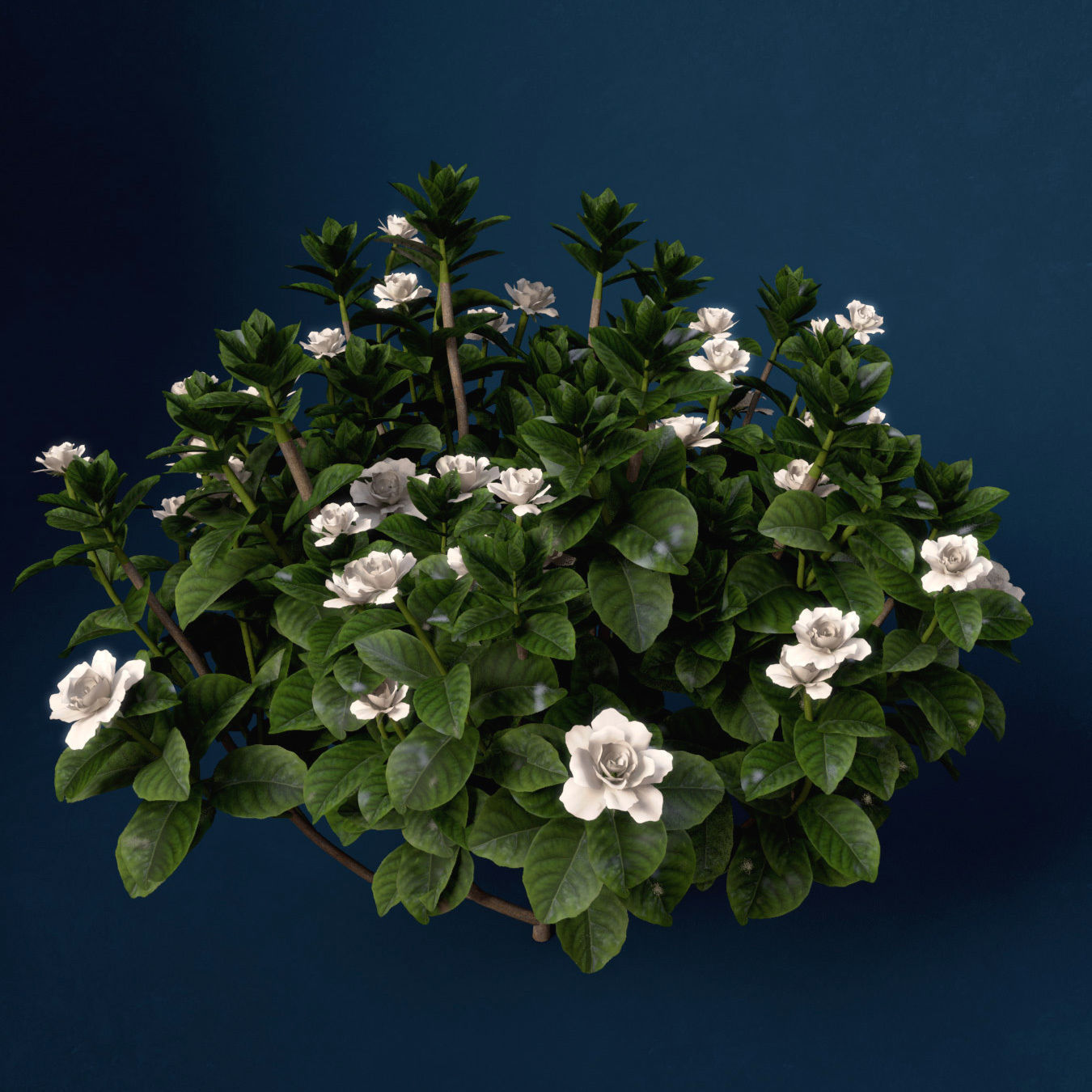 XfrogPlants Gardenia 3D model_4