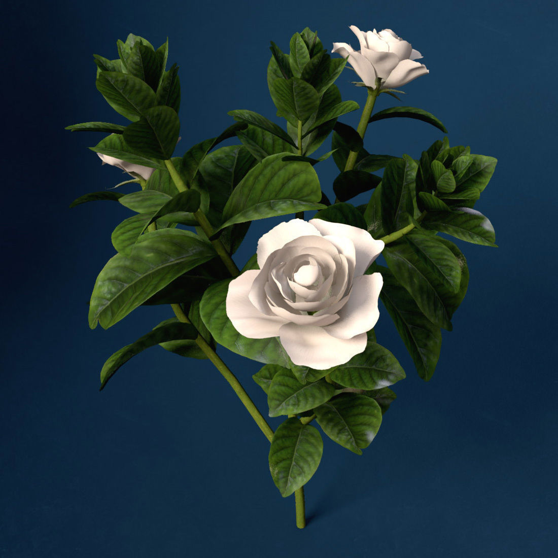 XfrogPlants Gardenia 3D model_3