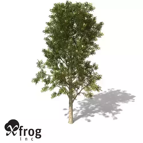 XfrogPlants Spotted Gum