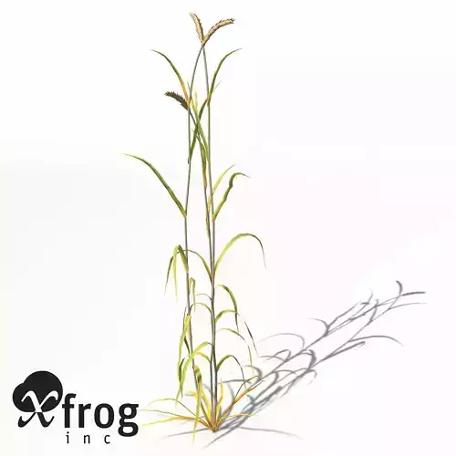 XfrogPlants Wheat 3D model
