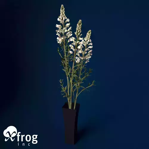 XfrogPlants Snapdragon