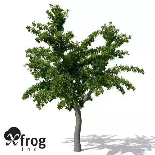 XfrogPlants Tropical Almond