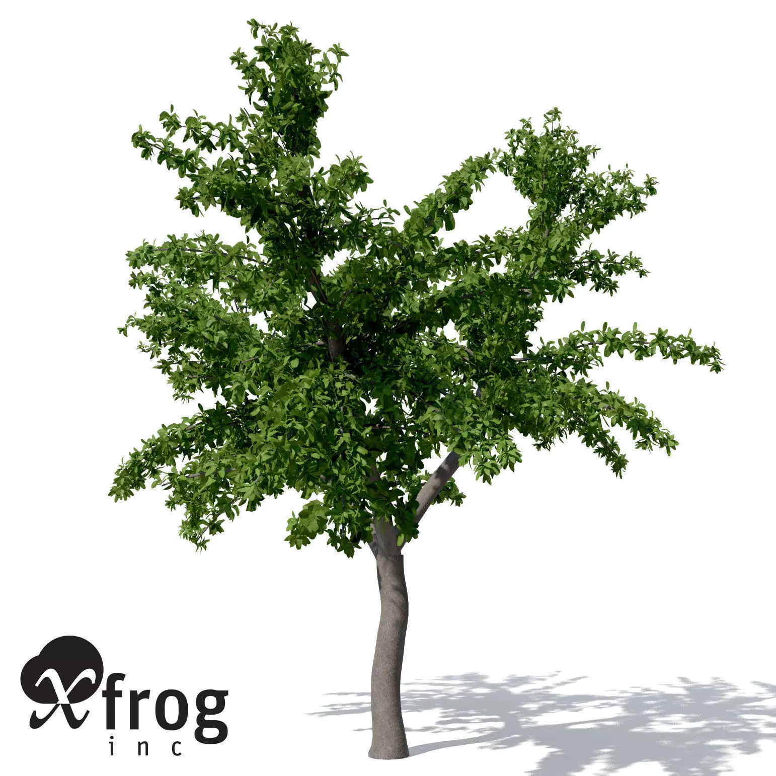 XfrogPlants Tropical Almond 3D model