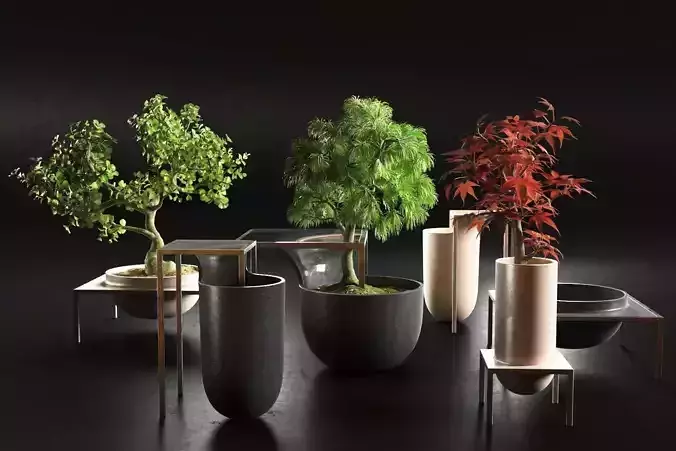 Bonsai Trees in Pots 3D model