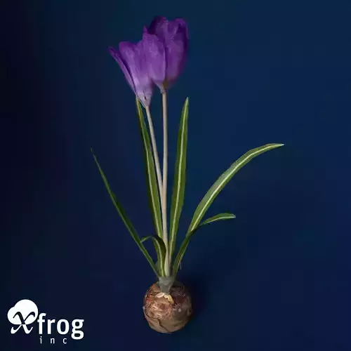 XfrogPlants Crocus Free 3D model