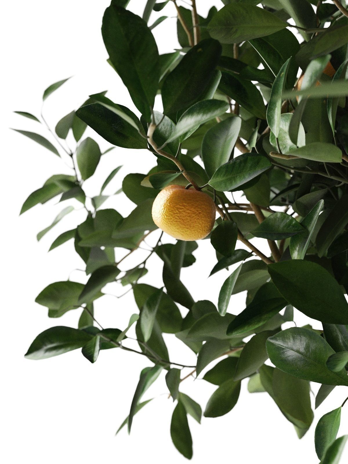 Citrus Tree in Pot 3 3D model_2