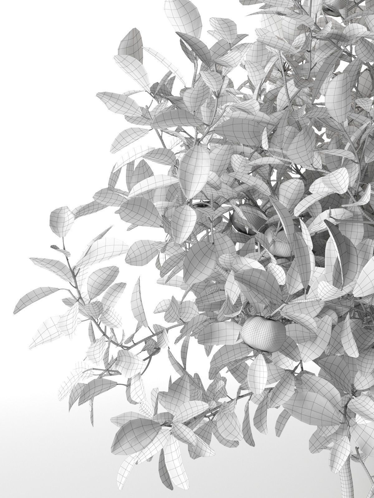 Citrus Tree in Pot 3 3D model_3