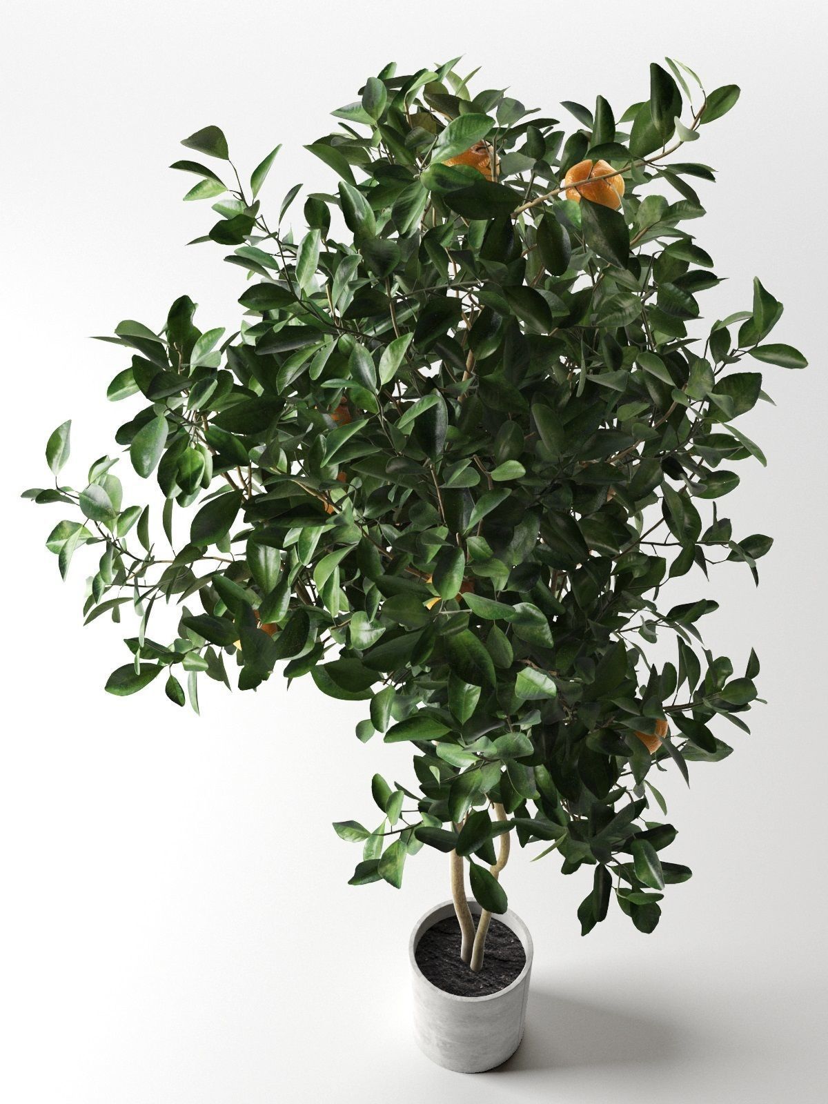 Citrus Tree in Pot 3 3D model_1