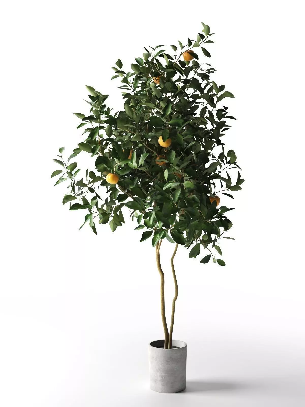 Citrus Tree in Pot 3 3D model_0