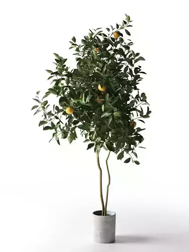Citrus Tree in Pot 3