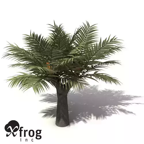 XfrogPlants Bread Palm
