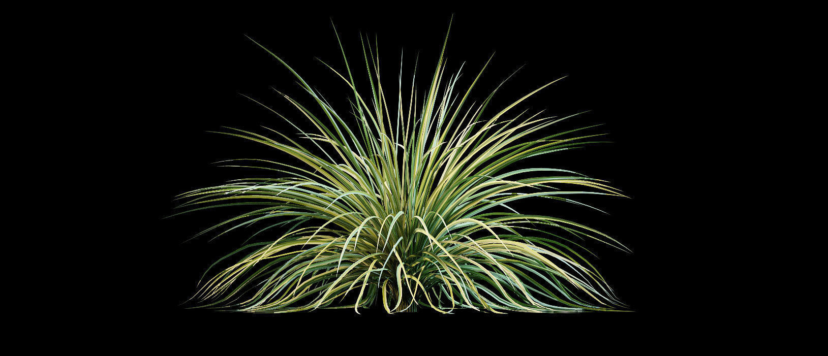 Yucca plant for the exterior 10 models 3D model_4