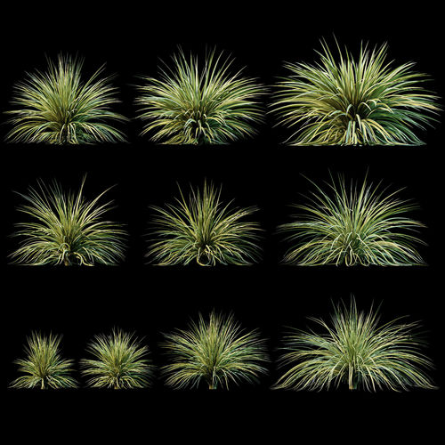 Yucca plant for the exterior 10 models 3D model