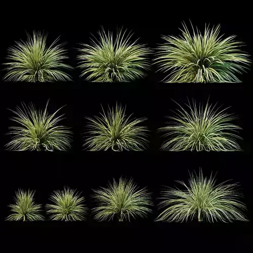 Yucca plant for the exterior 10 models 3D model