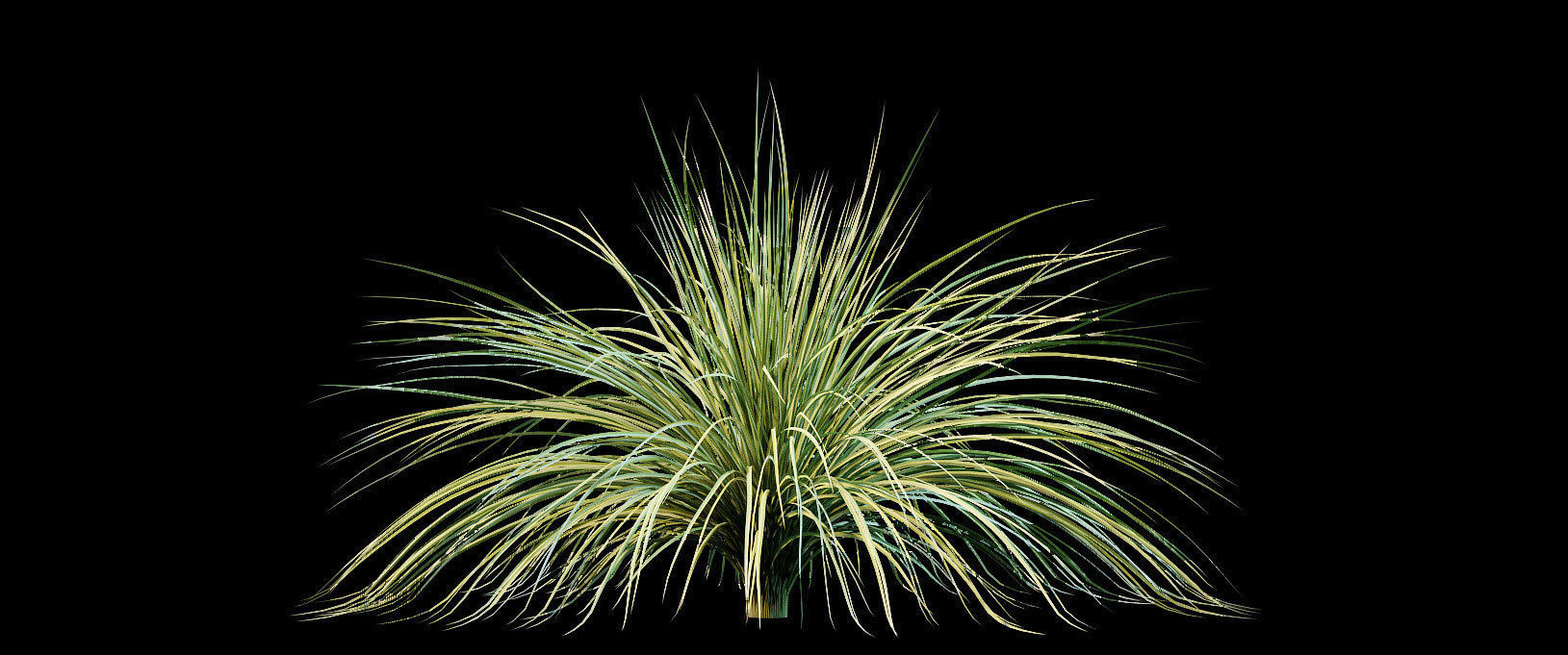 Yucca plant for the exterior 10 models 3D model_6