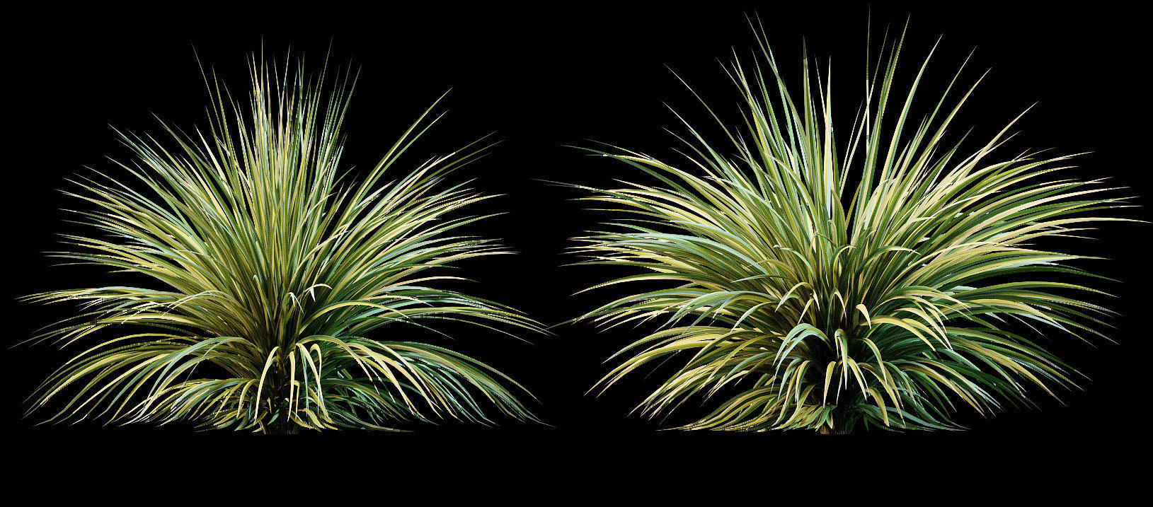 Yucca plant for the exterior 10 models 3D model_2