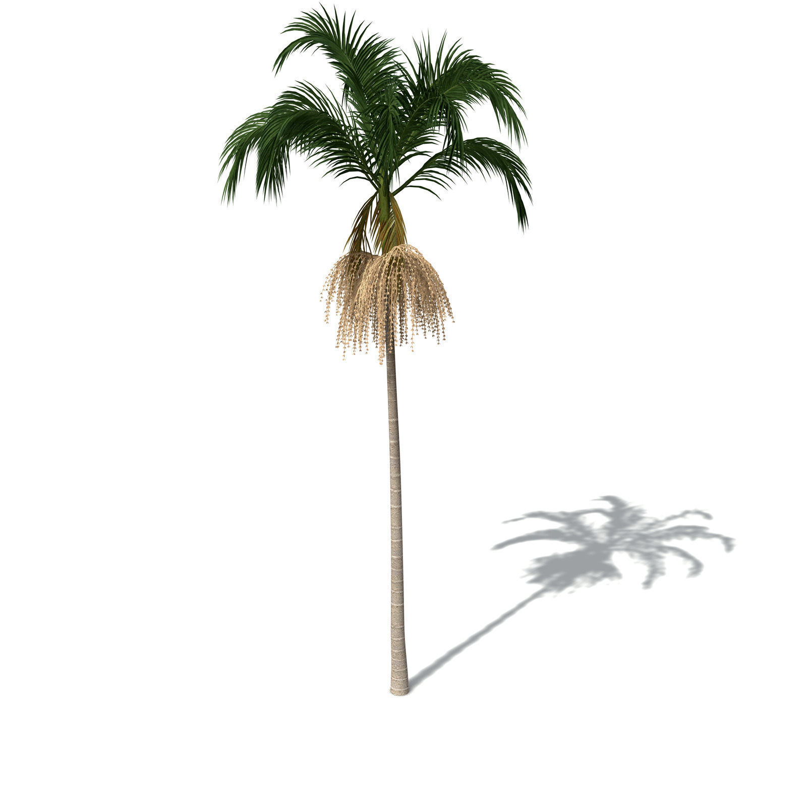 XfrogPlants Bangalow Palm 3D model_8