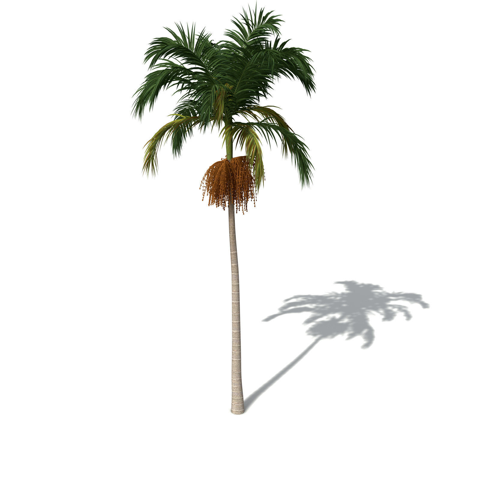 XfrogPlants Bangalow Palm 3D model_6