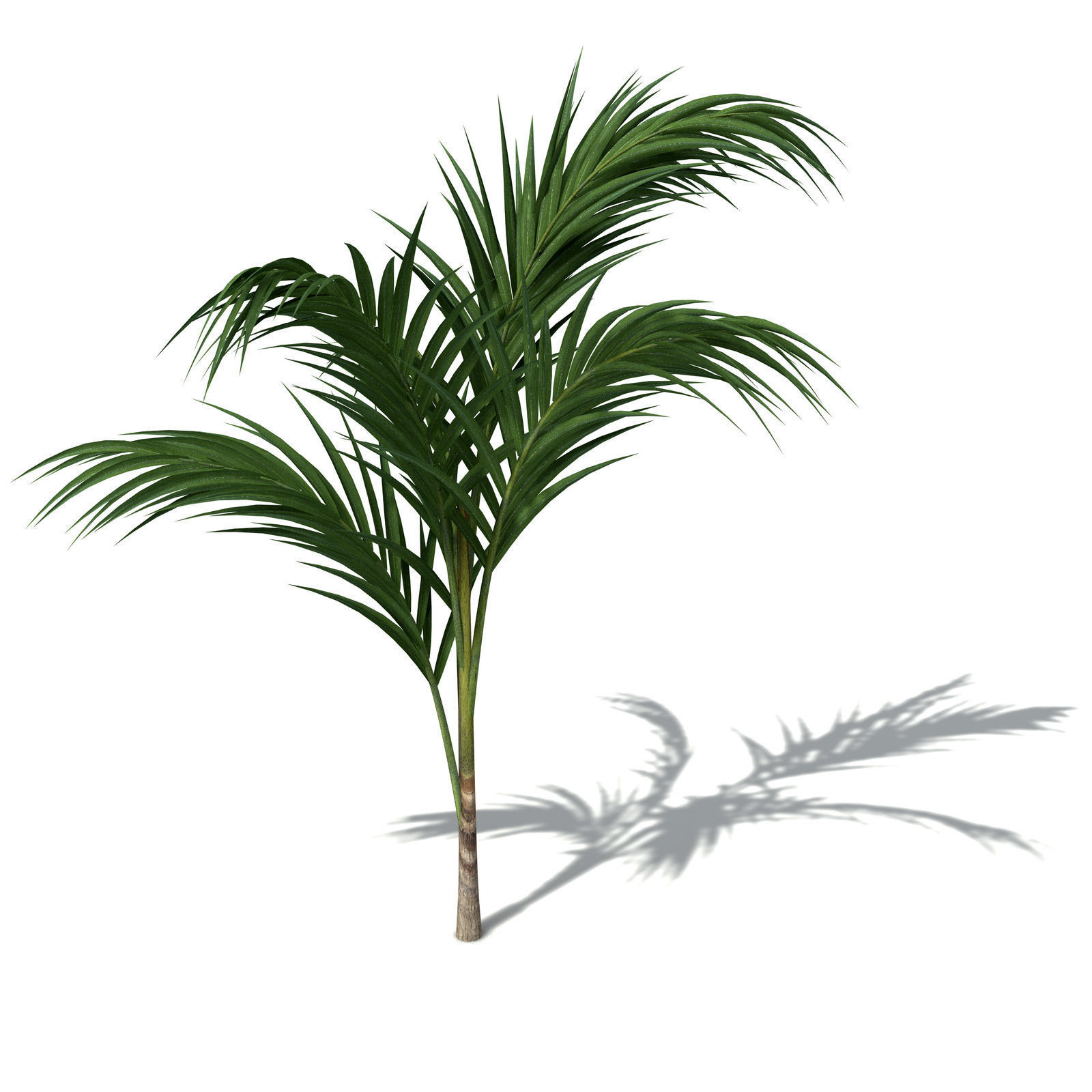 XfrogPlants Bangalow Palm 3D model_2