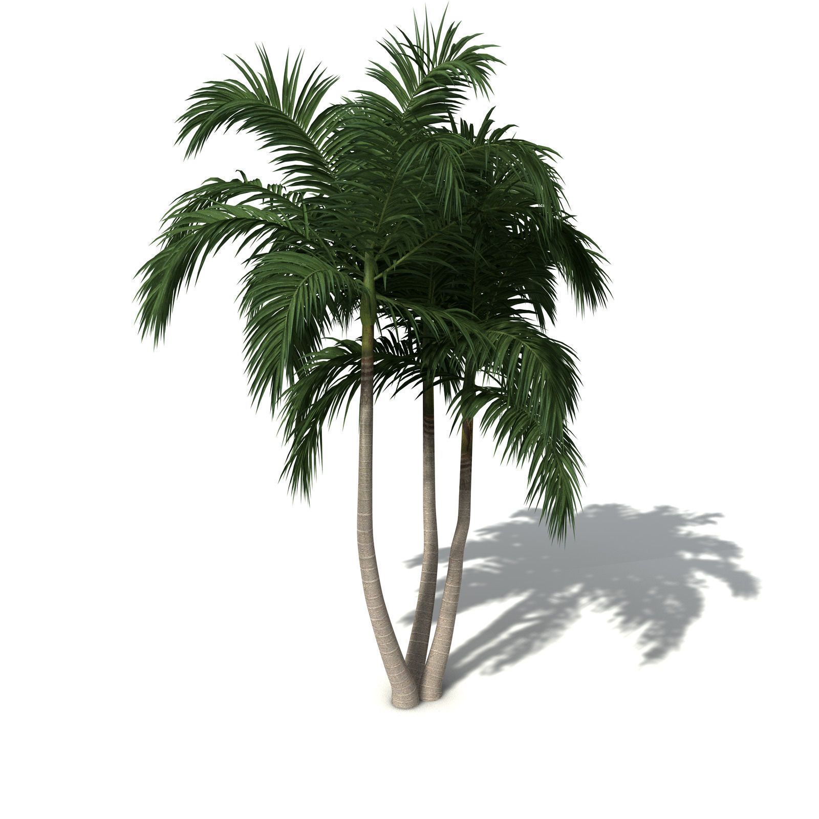 XfrogPlants Bangalow Palm 3D model_4