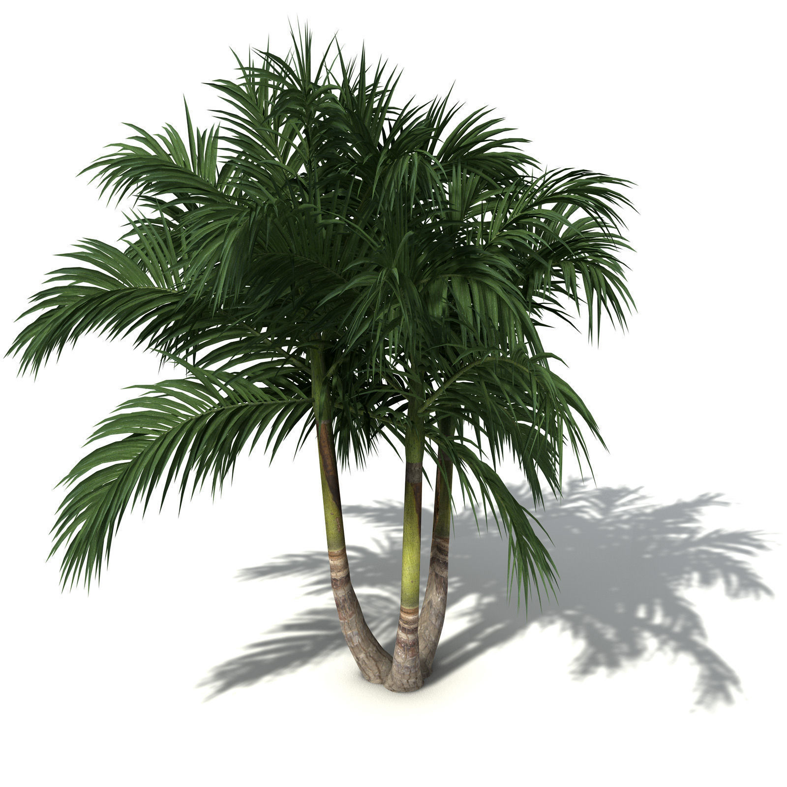 XfrogPlants Bangalow Palm 3D model_3