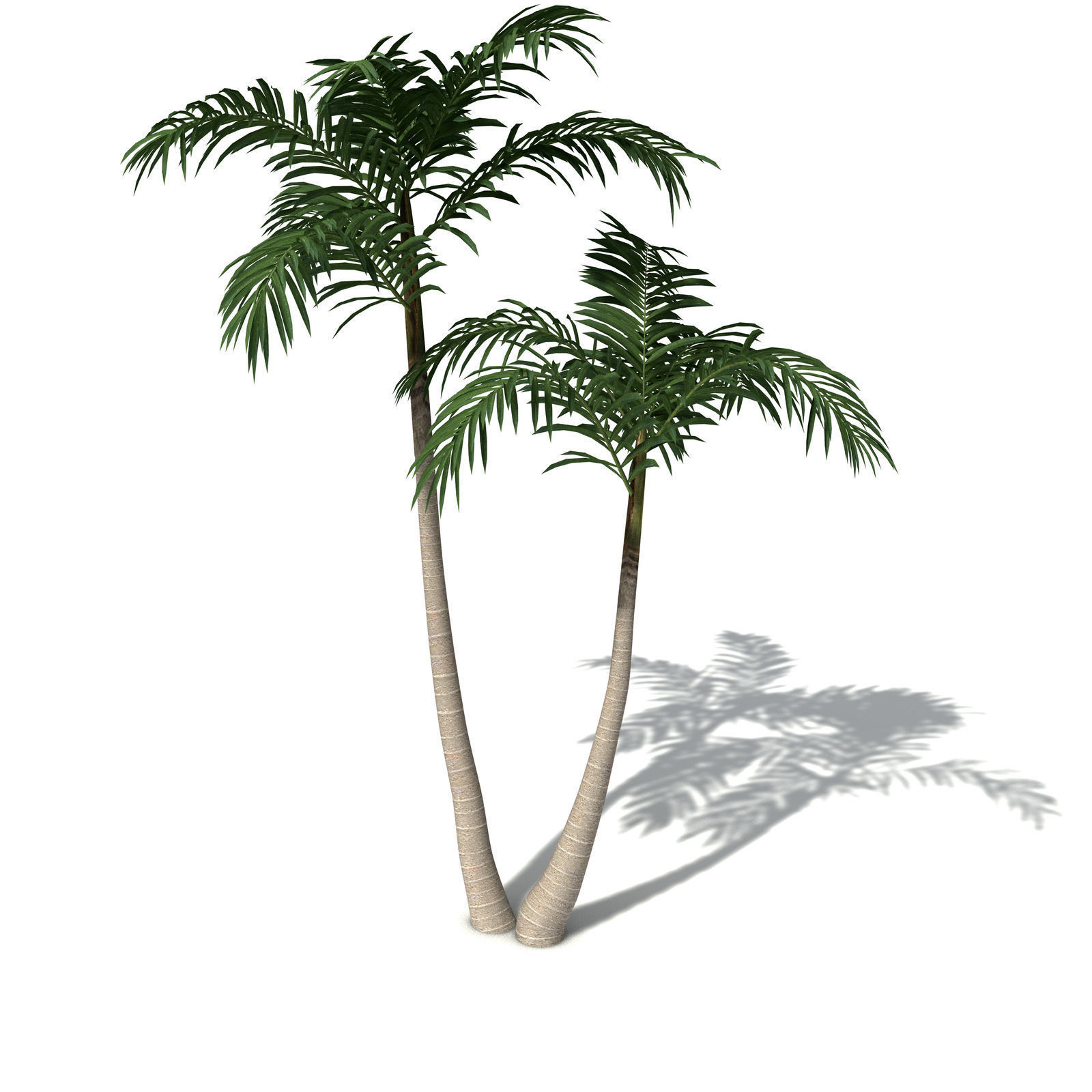 XfrogPlants Bangalow Palm 3D model_5