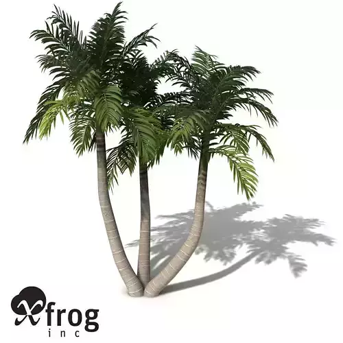 XfrogPlants Bangalow Palm