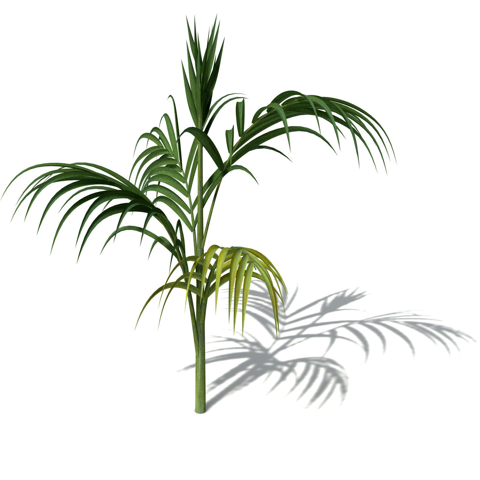 XfrogPlants Bangalow Palm 3D model_1