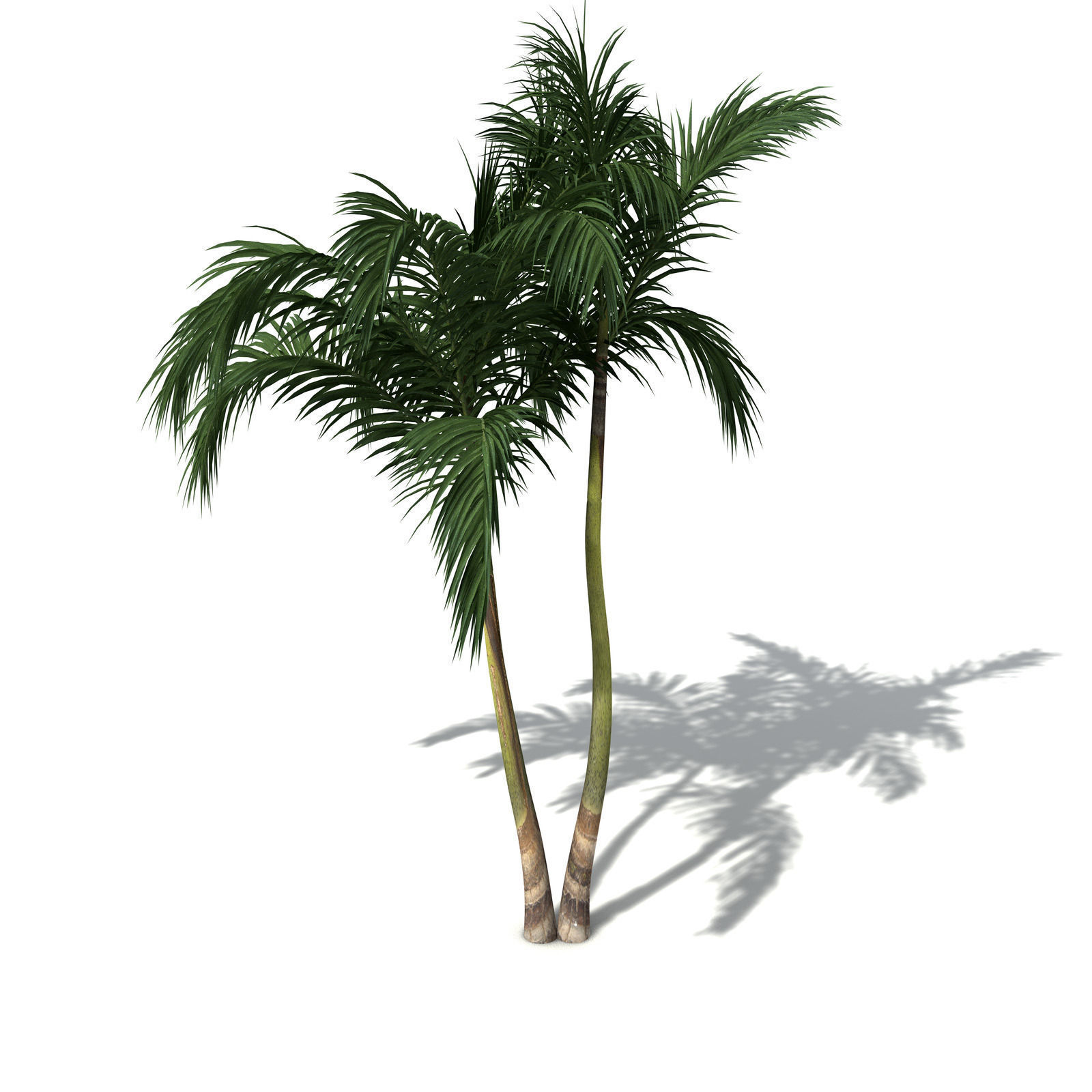 XfrogPlants Bangalow Palm 3D model_7