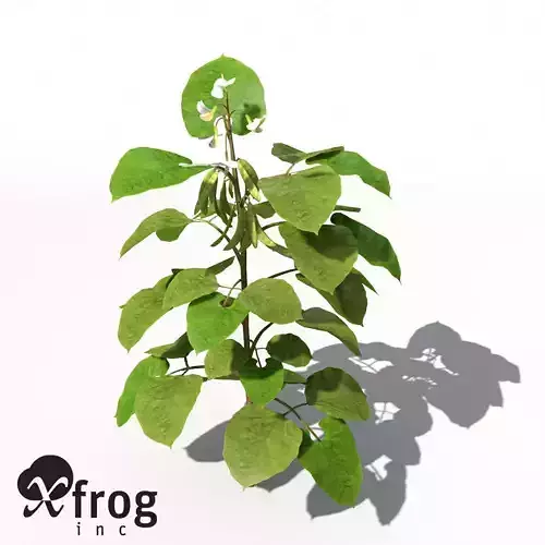 XfrogPlants Bean 3D model