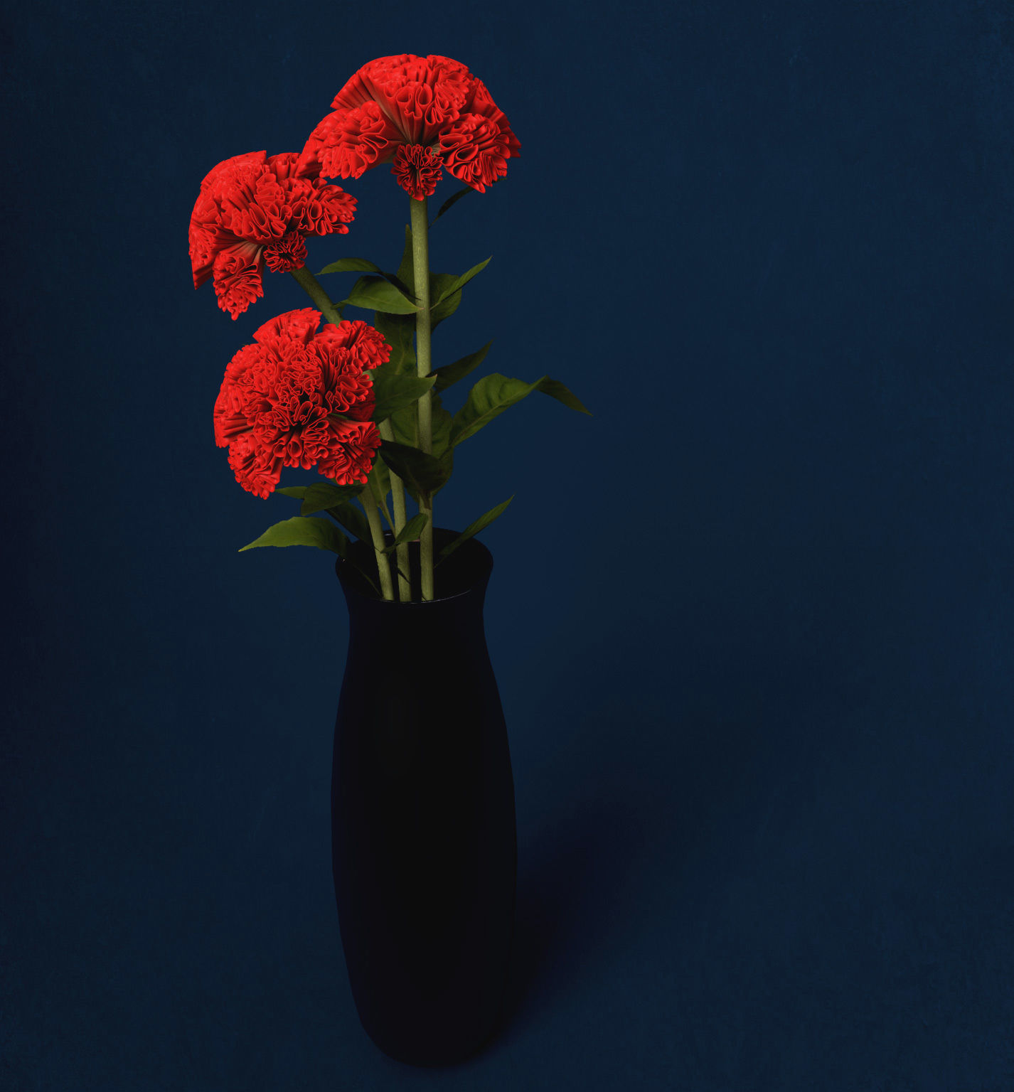 XfrogPlants Coxcomb 3D model_3