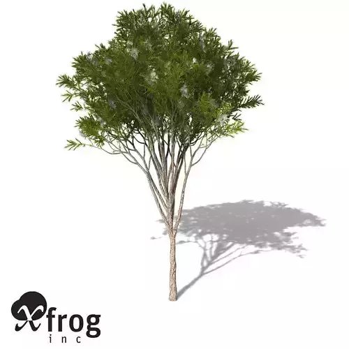 XfrogPlants Australian Tea Tree