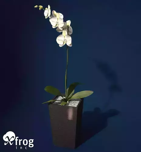 XfrogPlants Orchid 3D model