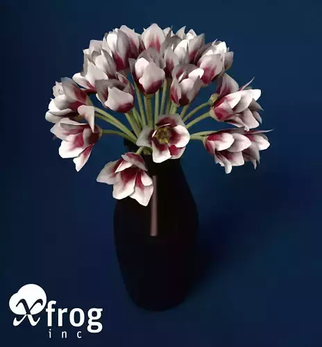 XfrogPlants Tulip