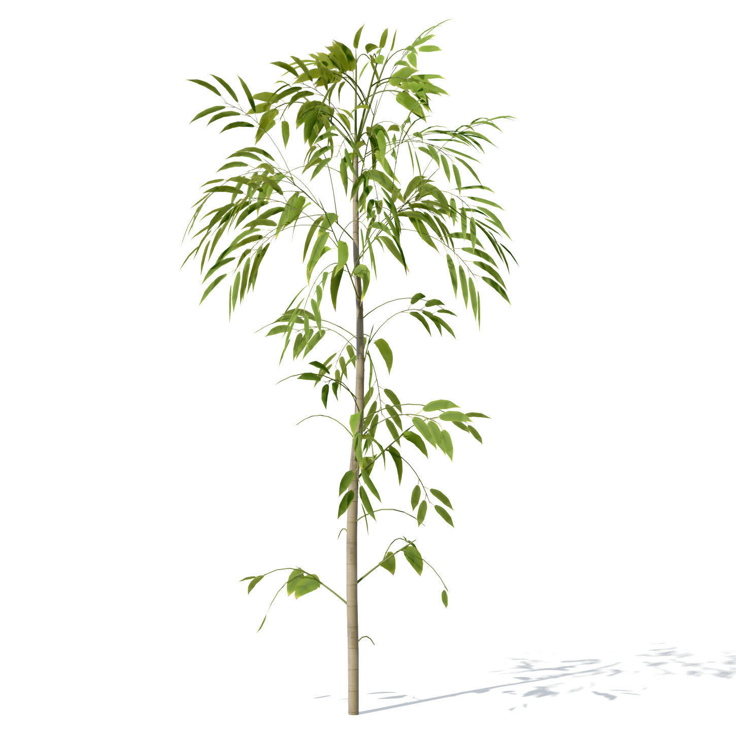 XfrogPlants Golden Bamboo 3D model_3