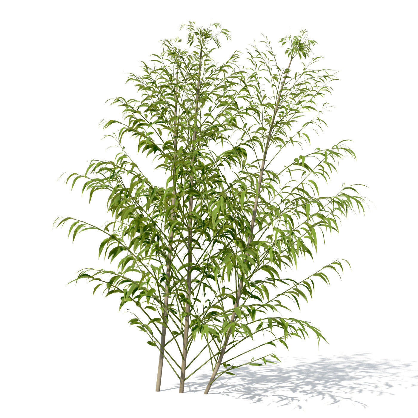 XfrogPlants Golden Bamboo 3D model_2