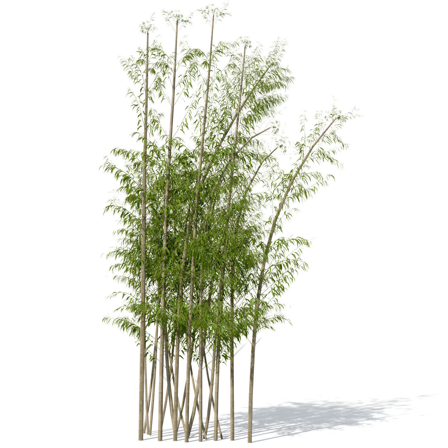 XfrogPlants Golden Bamboo 3D model_7