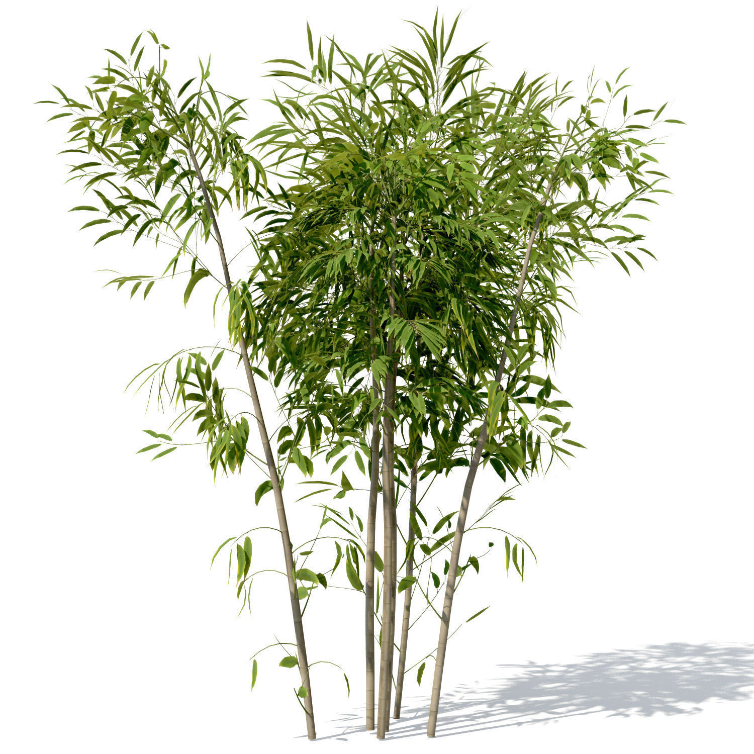 XfrogPlants Golden Bamboo 3D model_1