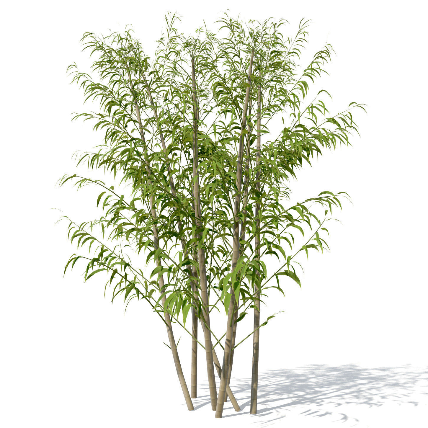 XfrogPlants Golden Bamboo 3D model_5