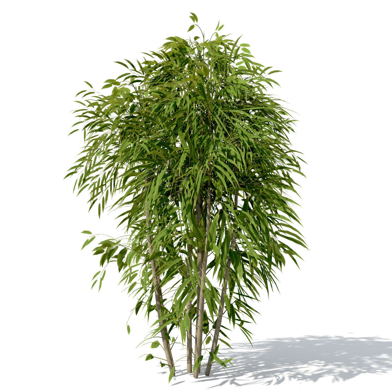 XfrogPlants Golden Bamboo 3D model_4