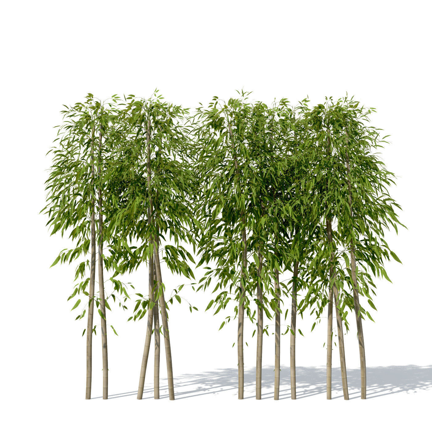 XfrogPlants Golden Bamboo 3D model_8