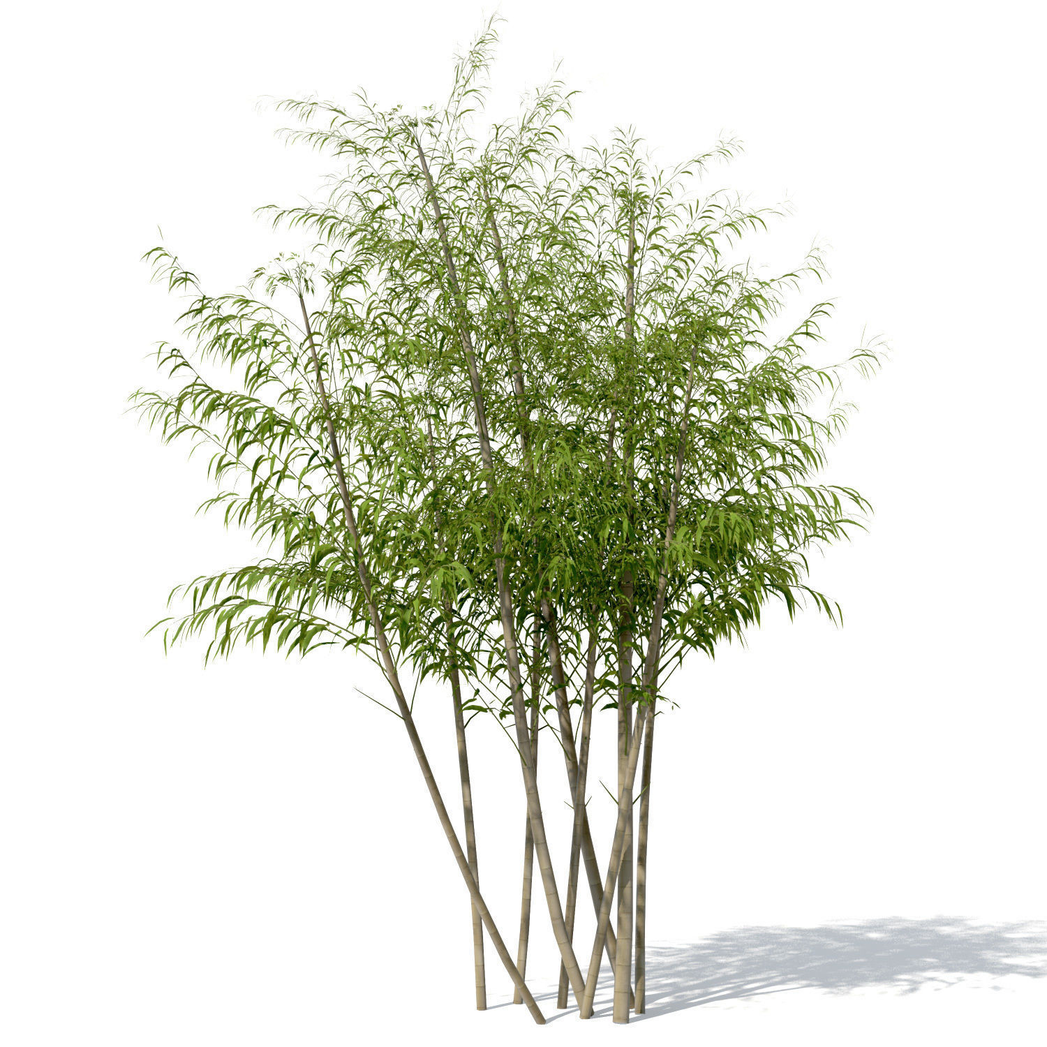 XfrogPlants Golden Bamboo 3D model_6
